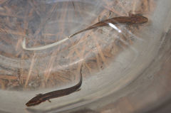 Necturus beyeri