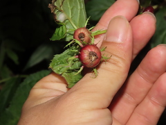 Cyclocodon lancifolius
