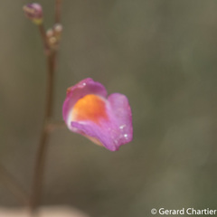 Utricularia punctata