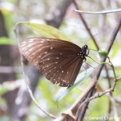 Euploea phaenareta drucei