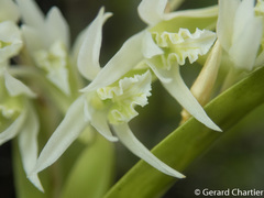Dendrobium kratense