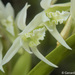 Dendrobium kratense - Photo (c) Gerard Chartier, osa oikeuksista pidätetään (CC BY)