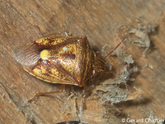 Starioides degenera