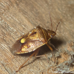 Starioides degenera