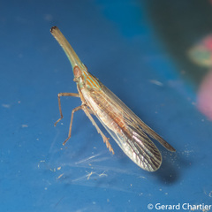 Zedochir fuscovittatus