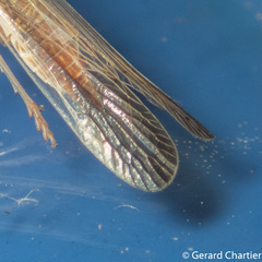 Zedochir fuscovittatus