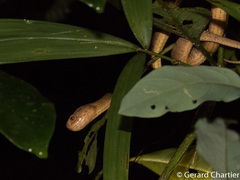 Pareas carinatus