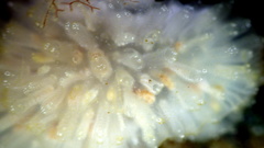 Polycitor