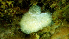 Polycitor