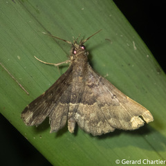 Adrapsa quadrilinealis