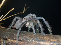 Ornithoctoninae