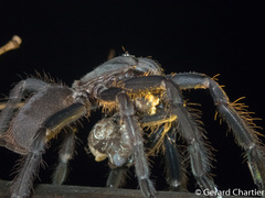 Ornithoctoninae