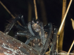 Ornithoctoninae