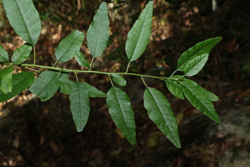 Monococcus echinophorus (Monococcus echinophorus)