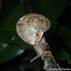 Dyakiidae