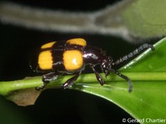 Lilioceris quadripustulata