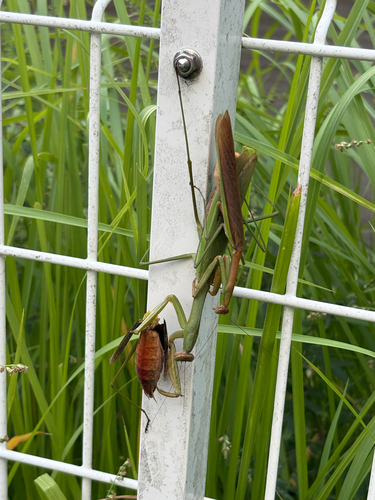 Chinese mantis