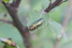 Agrilus viridis