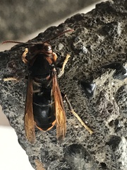Vespa velutina