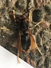 Vespa velutina