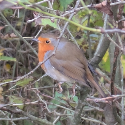 European Robin