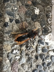 Vespa velutina