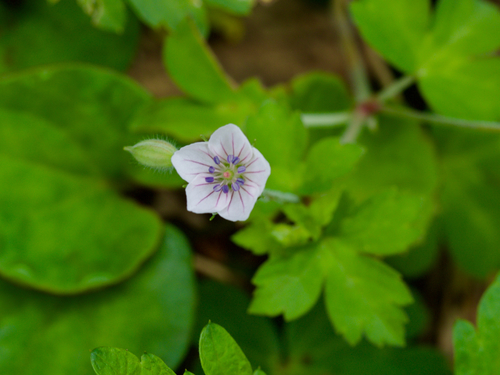 Thunberg's Geranium (Geranium thunbergii)