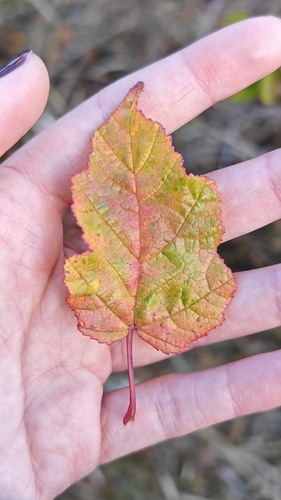 Tatarian Maple
