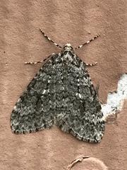 Operophtera danbyi