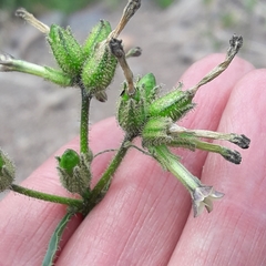 Nicotiana corymbosa