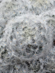 Mammillaria plumosa