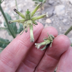 Nicotiana corymbosa
