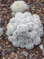 Mammillaria plumosa