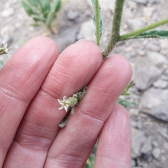 Nicotiana corymbosa