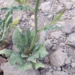 Nicotiana corymbosa