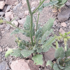 Nicotiana corymbosa