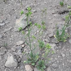 Nicotiana corymbosa
