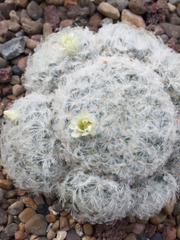 Mammillaria plumosa