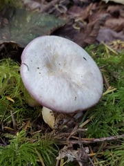 Lactarius pallescens