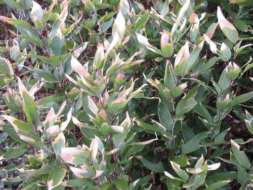 Kumazasa bamboo (Shibataea kumasasa)