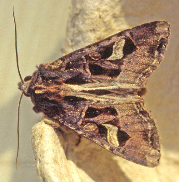 Trigonophora