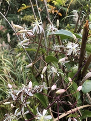 Clematis crassifolia