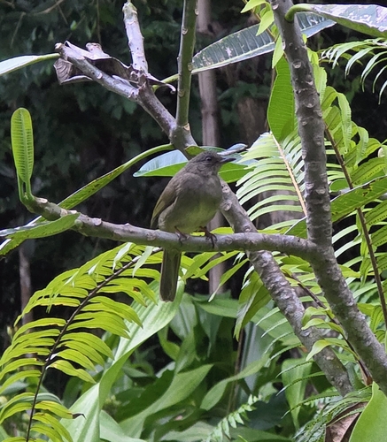 Ashy-fronted Bulbul (Pycnonotus cinereifrons), photo 5