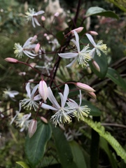 Clematis crassifolia