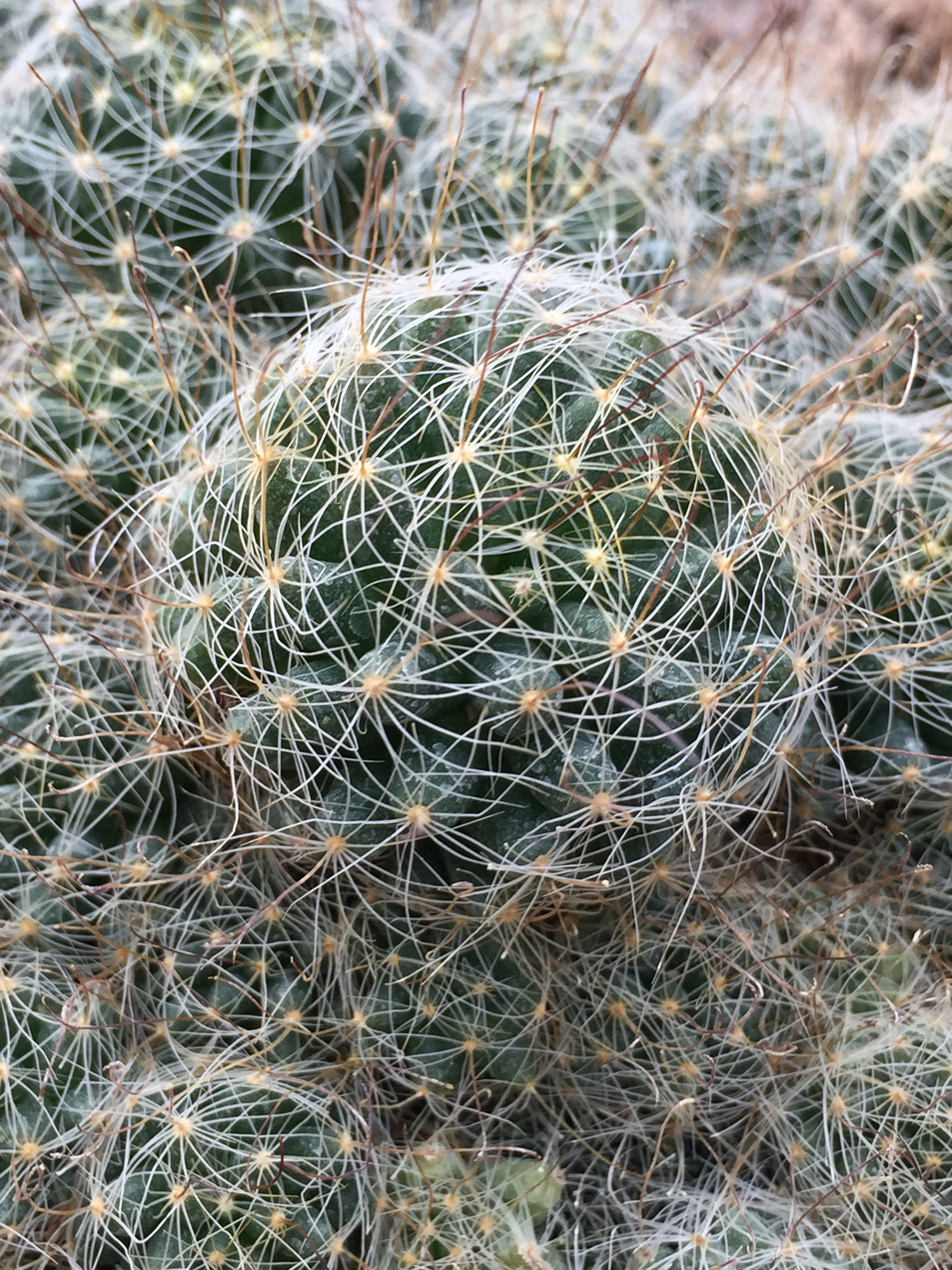 Mammillaria surculosa  iNaturalist