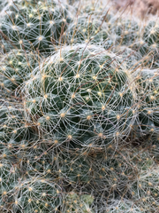 Mammillaria surculosa