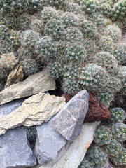 Mammillaria surculosa