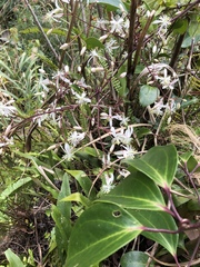 Clematis crassifolia