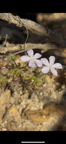 Drosera scorpioides (Drosera scorpioides)