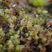Scapania umbrosa - Photo (c) Paul Bowyer,  זכויות יוצרים חלקיות (CC BY-NC), הועלה על ידי Paul Bowyer
